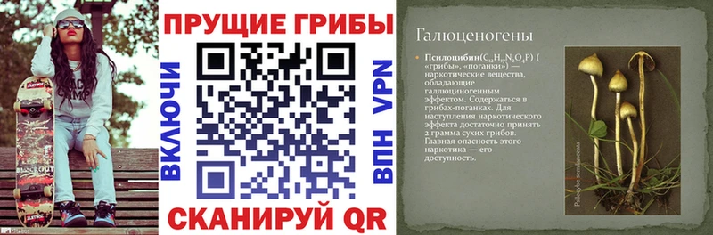 Купить где Кудрово Псилоцибиновые грибы GOLDEN TEACHER